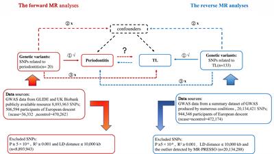 Reverse causal relationship between periodontitis and shortened telomere length: Bidirectional two-sample Mendelian random analysis